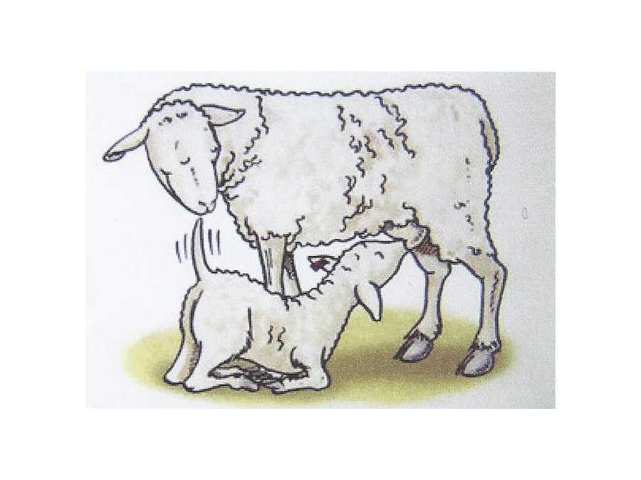 L'agneau de Pâques, l'agneau Pascal L'agneau de Pâques, l'agneau Pascal