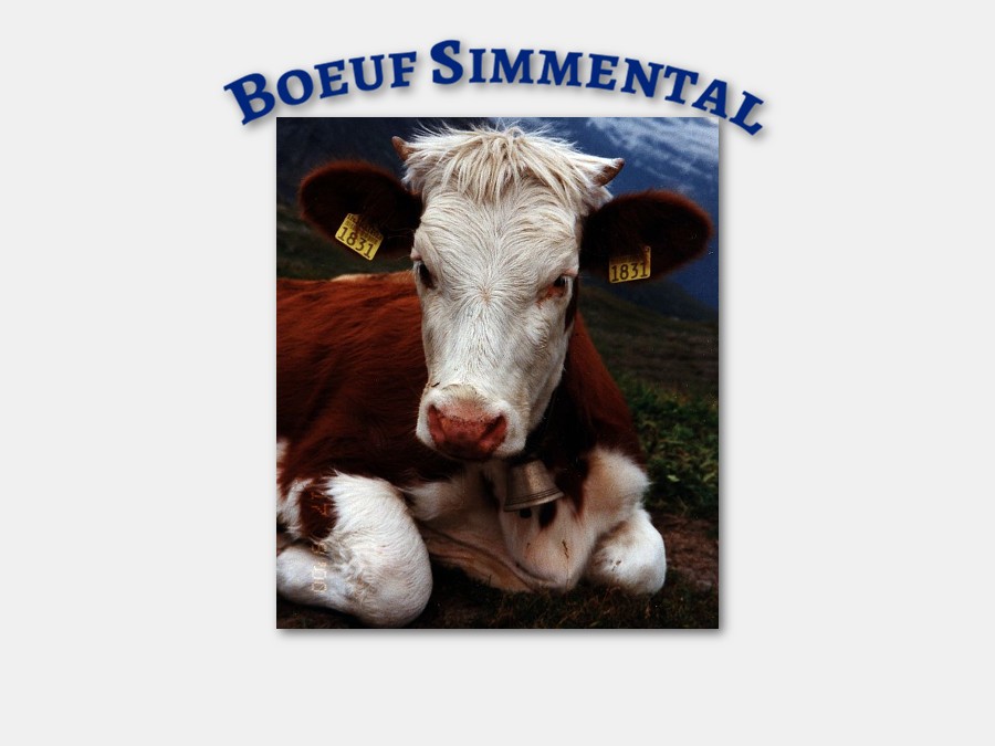 Le boeuf Simmental